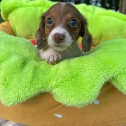Daisy - Piebald female Dachshund puppy in Wytheville, Virginia from Weenie Haven