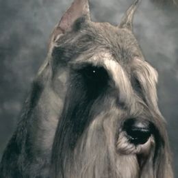 Persuader - Miniature Schnauzer