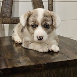 Bernadette - Brindle merle and white Cardigan Welsh Corgi puppy in Rigby, Idaho from Star N Cardigan Corgis