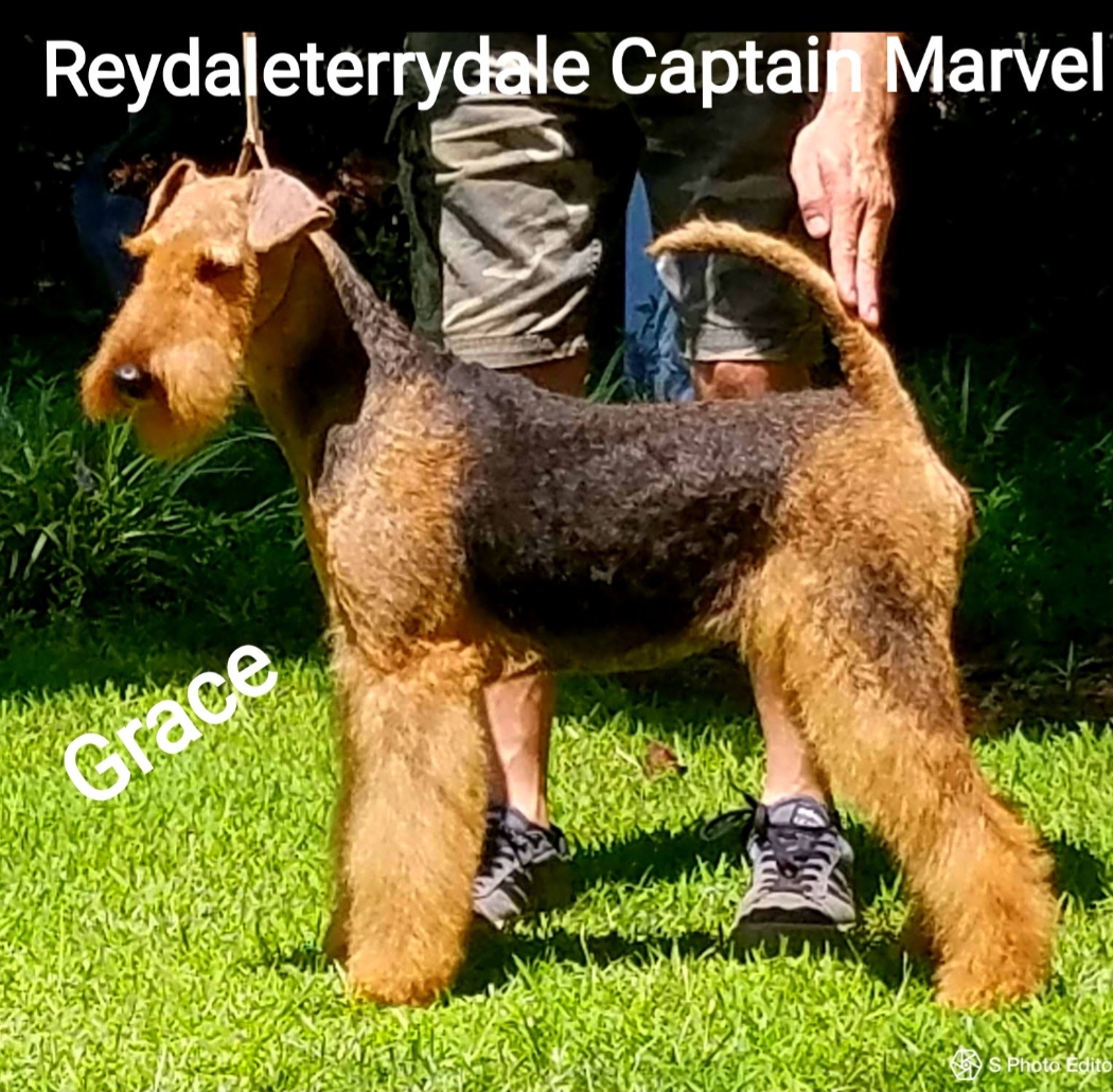 Grace - Airedale Terrier