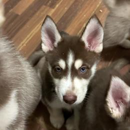 Leia - Red and white female Siberian Husky puppy in Lakeland, Florida from Ice Blue Legacy Siberians Huskies