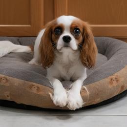 BellaDonna - Cavalier King Charles Spaniel