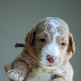 Goldendoodle Puppies from Nova's Minidoodles