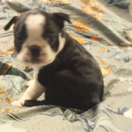 Boston Terrier Puppies from Lotus Life Puppies