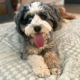 River - Bernedoodle