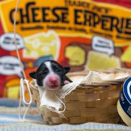 Brie - female Sporty Mix puppy in Reno, Nevada from Old Hemp Border Collies / Open Horizon Sport Dogs