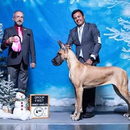 Great Dane All Grown Up from Legado Danes