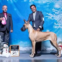 Great Dane All Grown Up from Legado Danes