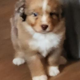 JOHNATHON - Red merle male Miniature American Shepherd puppy in Goldendale, Washington from Amulet Charm