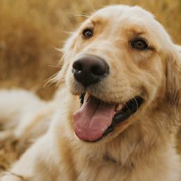 Ginger - Golden Retriever