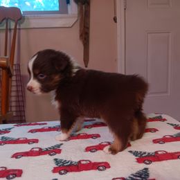 Australian Shepherd Puppies from Van Huitt Australian Shepherds