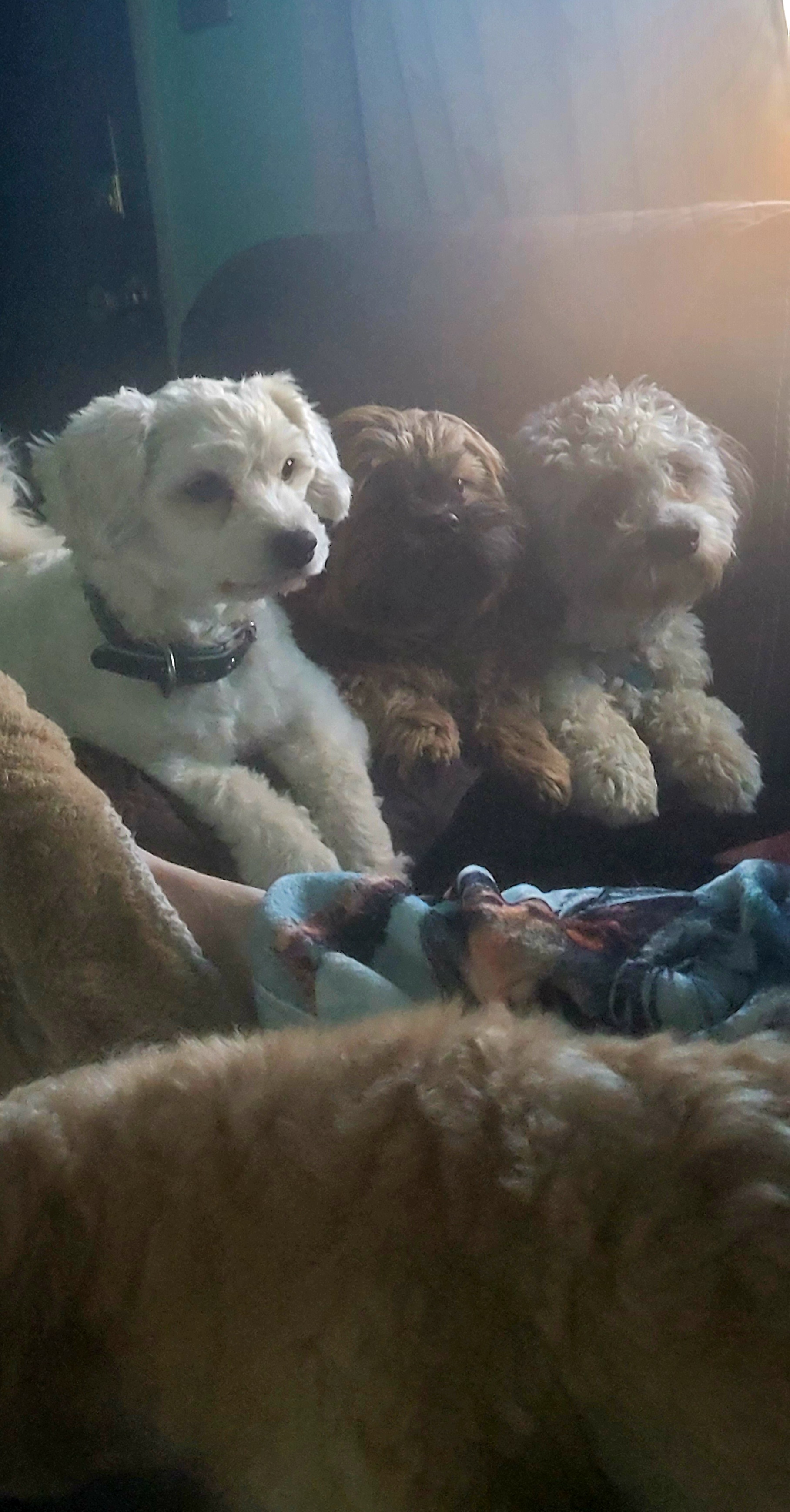 Shichon All Grown Up from Shichon Teddybear  puppies of Miss