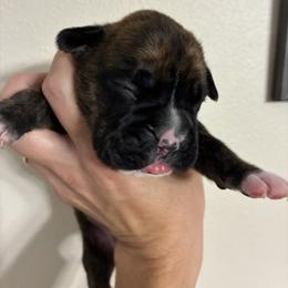 Boxer Puppies from Karen Marr