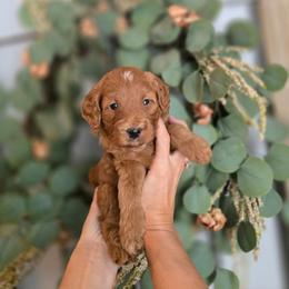 No Collar - Red  male Goldendoodle puppy in Somerville, Alabama from Southern Enchanted Doodles