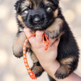 Orange girl - Black and red female German Shepherd puppy in Johnstown, Ohio from Vom Haus Neufus