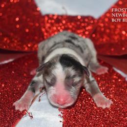 Frost - Blue merle male Miniature Australian Shepherd puppy in Patterson, North Carolina from DreamLine Aussies