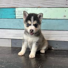 North - Black and white female Pomsky puppy in Krum, Texas from Paw-Some Pomskies