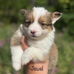 Jewel - Fluffy - Red female Pembroke Welsh Corgi puppy in Anderson, California from Flying K Corgis