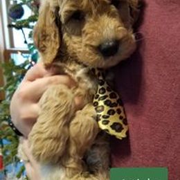 Bernedoodle, Goldendoodle, and Poodle Puppies from Granton Creek