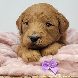 Purple Female - Apricot female Goldendoodle puppy in Great Falls, Montana from Montana Goldendoodles