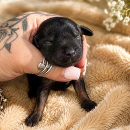 Dachshund Puppies from NM Doxie Dugout