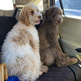 Goldendoodle and Poodle All Grown Up from Rainbow Poodles and Doodles of Oklahoma