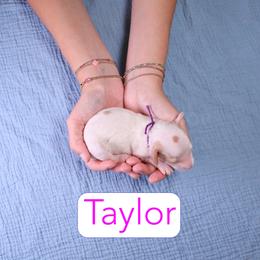 Taylor - Parti female Goldendoodle puppy in Calhoun, Georgia from Happy Top Doodles
