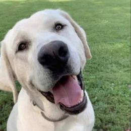 Beau - Labrador Retriever