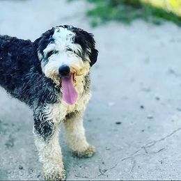 Gemma - Bernedoodle