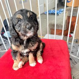 Presley - Black phantom female Aussiedoodle puppy in Fredonia, Pennsylvania from Drew’s Aussies & Doodles