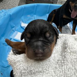 Puppy girl 1 - Black and mahogany female Rottweiler puppy in Yucaipa, California from Roush Rotts