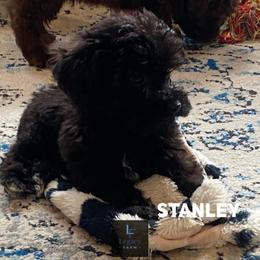 Stanley - Black and white male Aussiedoodle puppy in Knoxville, Tennessee from Legacy Farm