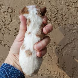 Cavalier King Charles Spaniel Puppies from Sanders Sweet Cavaliers