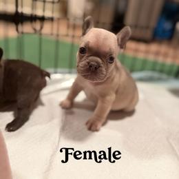 Birdie - Blue fawn female French Bulldog puppy in Union City, Tennessee from West Tennesse Frenchies