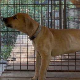 Black Mouth Cur Puppies from Tightline