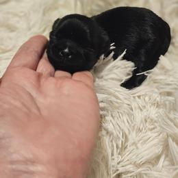 Akc Black girl - Black female Shih Tzu puppy in Dexter, Kentucky from Enchanting Shih tzu