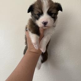 Char - White and red male Pembroke Welsh Corgi puppy in Red Bluff, California from Wilder Ranch Corgis