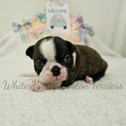 Juliet - Black brindle and white female Boston Terrier puppy in Mulberry, Arkansas from White Valley Boston Terriers