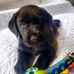 Labrador Retriever Puppies from Red Barn Farm Labradors - Made in Vermont