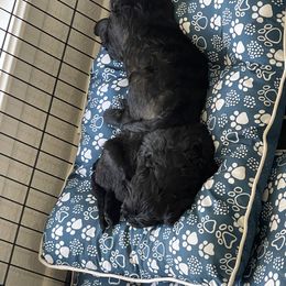 Schnoodle Puppies from Gooch Canines (Giant Schnoodles)