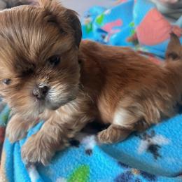 Shih Tzu puppies from Pumpkin Patch Imperial Shih Tzus