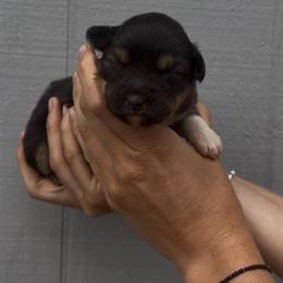 Turkey - Black tri female Toy Australian Shepherd puppy in North Lakeport, California from Wild Rose Ranch