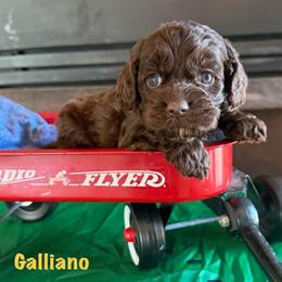 Galliano - Brown male Cockapoo puppy in Holton, Indiana from MoonShine Babies