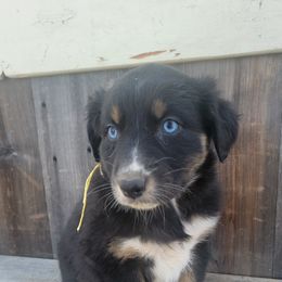 Yellow girl - Australian Shepherd puppy in Grants Pass, Oregon from Kehlani Kai Aussies