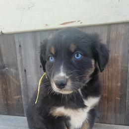 Yellow girl - Australian Shepherd puppy in Grants Pass, Oregon from Kehlani Kai Aussies