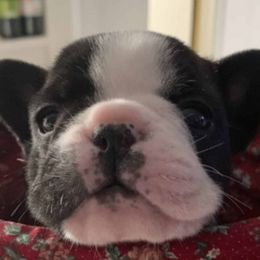 French Bulldogs from Game of Frenchies