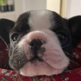 French Bulldogs from Game of Frenchies