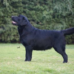 Maggie - Labrador Retriever