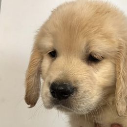 Golden Retrievers and Labrador Retrievers from LoneTree Retrievers
