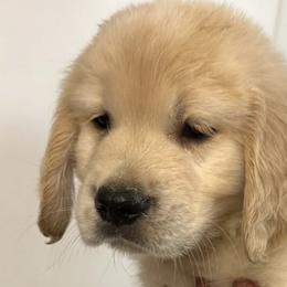 Golden Retrievers and Labrador Retrievers from LoneTree Retrievers